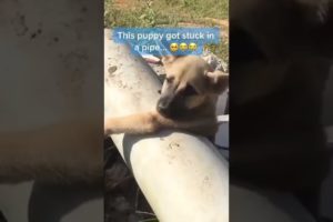 This puppy got stuck in a pipe