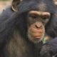 Thought-provoking Chimpanzee Moments | Top 5 | BBC Earth