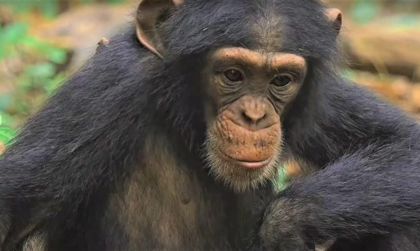 Thought-provoking Chimpanzee Moments | Top 5 | BBC Earth