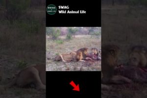 Three Male lions kill and eat a Hyena #animal #shorts #shortvideo #animals