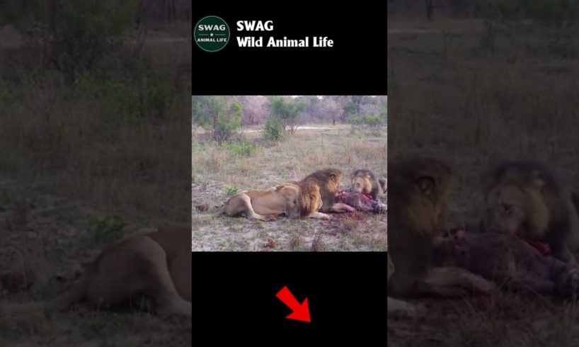 Three Male lions kill and eat a Hyena #animal #shorts #shortvideo #animals