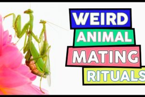 Top 10 Animals With The Most Unusual Mating Tactics ➡ Weird Animal Mating Rituals