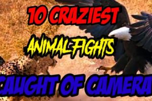 Top 10 craziest Animal Fight  Caught of Camera || The Crazyy Animalss