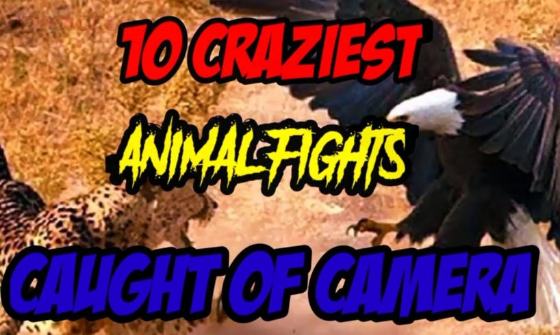 Top 10 craziest Animal Fight  Caught of Camera || The Crazyy Animalss