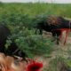 Top amazing dangerous wild animals fights scenery,  animals tv bmz