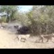 Top amazing dangrous wild Animals fight #wildlife top 10 dangerous animal fight//#animalfigures