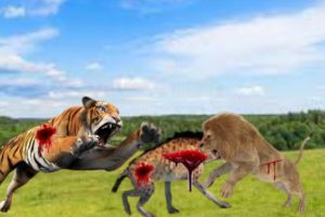 Top amazing wild animals fights scenery film, animals tv bmz