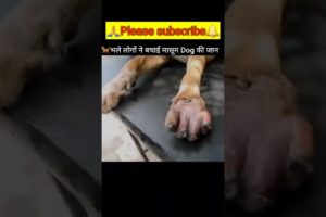 Trap के कारण काटना पड़ा Dog का पैर || #shorts #shortsvideo #ytshorts #dog #rescue