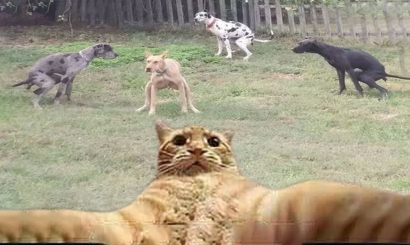 Try Not To Laugh Dogs And Cats 😁 - Funniest Animals Video 2022 🐧 #Ever2
