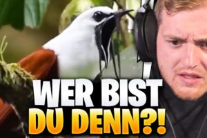 😳😨Trymacs und der ALIEN-VOGEL! - Unusual MEMES REAKTION  | Trymacs Stream Highlights