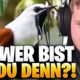 😳😨Trymacs und der ALIEN-VOGEL! - Unusual MEMES REAKTION  | Trymacs Stream Highlights