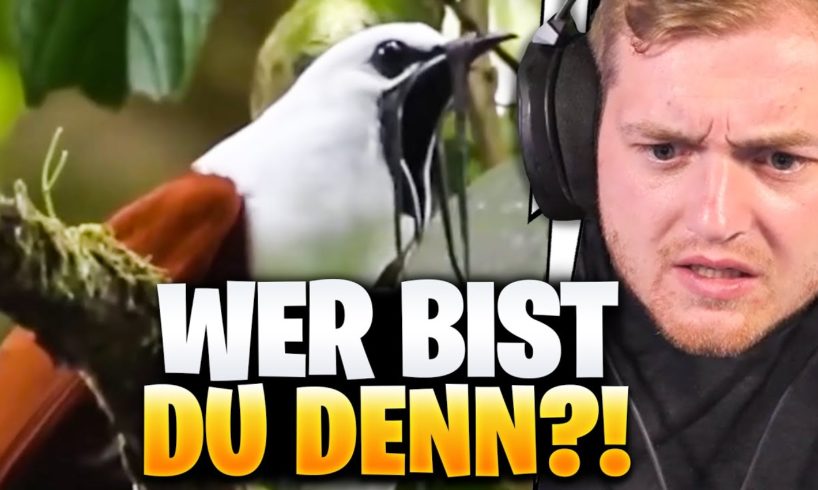 😳😨Trymacs und der ALIEN-VOGEL! - Unusual MEMES REAKTION  | Trymacs Stream Highlights