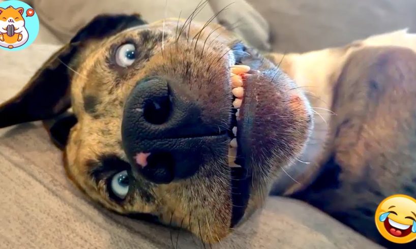 🐶 Ultimate Cutest Puppies And Funniest Dogs Compilation😊😂 - Animal Network