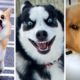 Ultimate Funniest Dogs and Cutest Puppies Compilation! 🐶🐶