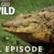 Ultimate Predators (Full Episode) | World's Deadliest