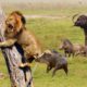 Unbelievable!!! Warthog Fights Madly And Knocks Down Lions, Cheetah To Escape - Wild Animal 2022