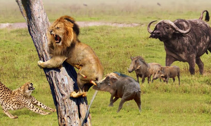 Unbelievable!!! Warthog Fights Madly And Knocks Down Lions, Cheetah To Escape - Wild Animal 2022