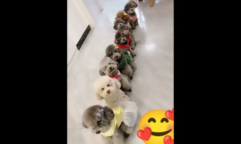 Very Cutest #puppies