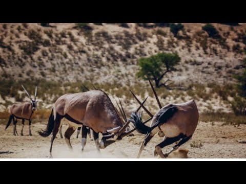 Watch How Wild Animals fight and crush each other -King Lion - crazy Animals