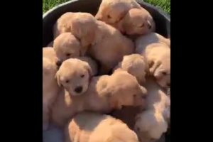 What a cutest puppies #puppy #dog #cute #short