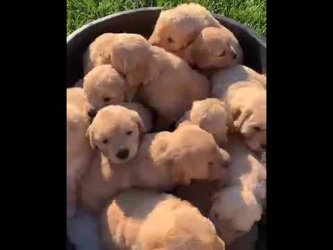What a cutest puppies #puppy #dog #cute #short