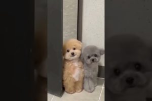 What dogs have the cutest puppies? ##cute #trending #viral #montage #shorts