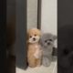 What dogs have the cutest puppies? ##cute #trending #viral #montage #shorts