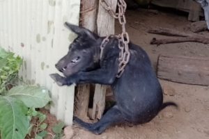 What's happening to a little dog tied up in old hunt & Feeding adopted street dogs delicious meal