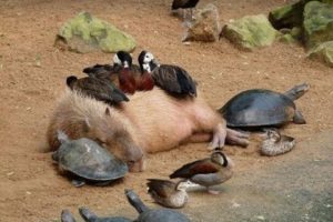 Why Do Animals Like Capybaras So Much?