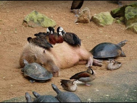 Why Do Animals Like Capybaras So Much?