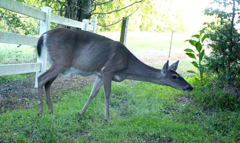 Wild ANIMALS candid camera COYOTE FOX FAWN May June 2021 North Carolina Browning trailcam Bushnell