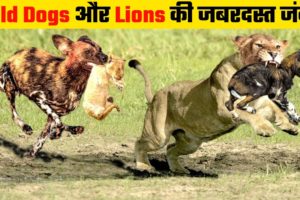 Wild Animal Fights | Wild Dog Vs Lion