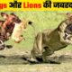 Wild Animal Fights | Wild Dog Vs Lion