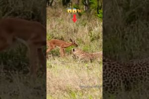 Wild Animal Life | Leopard Playing with baby Impala  #shorts #leopard