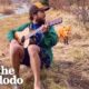 Wild Fox Comes To Hear This Guy Play Banjo Every Day | The Dodo Wild Hearts