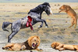 Wild Horse, Vs Lion Gang Most Powerful Fighting Animals On the Planet