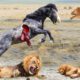 Wild Horse, Vs Lion Gang Most Powerful Fighting Animals On the Planet