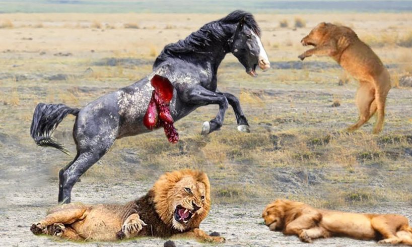 Wild Horse, Vs Lion Gang Most Powerful Fighting Animals On the Planet