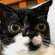 Woman can't believe her dwarf cat is real