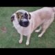 Wow ! ! Street Dog was very Hungry and When We Saw Her / Animal Rescue Video 2022