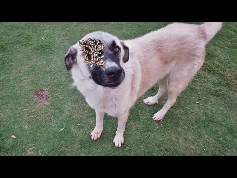 Wow ! ! Street Dog was very Hungry and When We Saw Her / Animal Rescue Video 2022