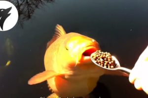 You will be surprised to see, Fish eat food with a spoon | Animal Effects.