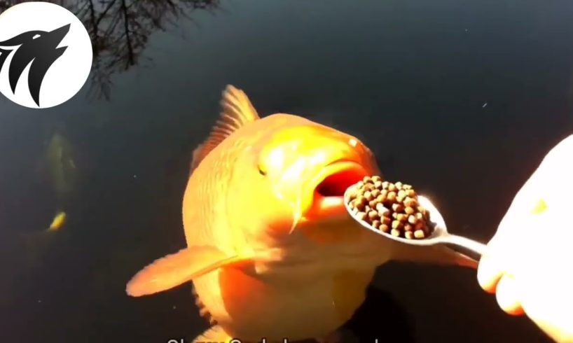 You will be surprised to see, Fish eat food with a spoon | Animal Effects.