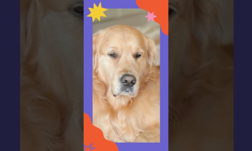Your cooperation is needed to save the lives of stray dogs