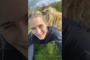 amazing goat #trending #shorts #amazing #english #usa #animals #china #youtubeshorts