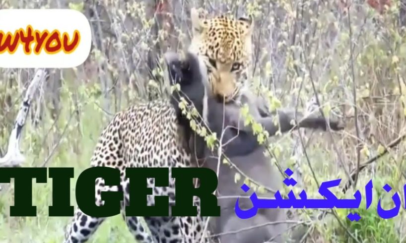 animal fight|| wild life || animal palanat||geographic||@nature animal hindi tv