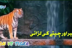 animal fights ||lion vs tiger||wild life||w4you