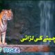 animal fights ||lion vs tiger||wild life||w4you