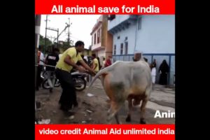 animal rescues| puppies| rescue team saves a dog life #shorts #ytshorts #shortsvideo