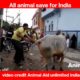 animal rescues| puppies| rescue team saves a dog life #shorts #ytshorts #shortsvideo